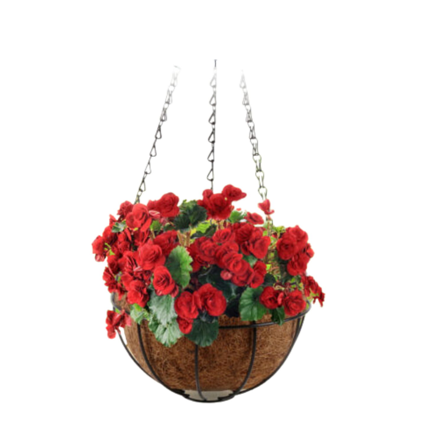 Garden Hanging Planter Basket 20cm Coconut Fibre Lining with Strong Chain