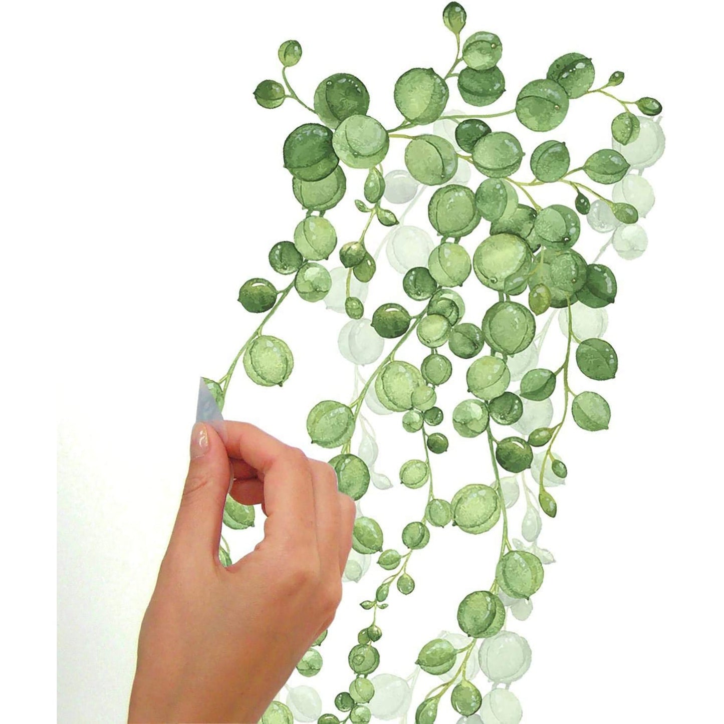 String of Pearls Succulent Vine Peel and Stick Wall Decals - 9x36.5 Inches