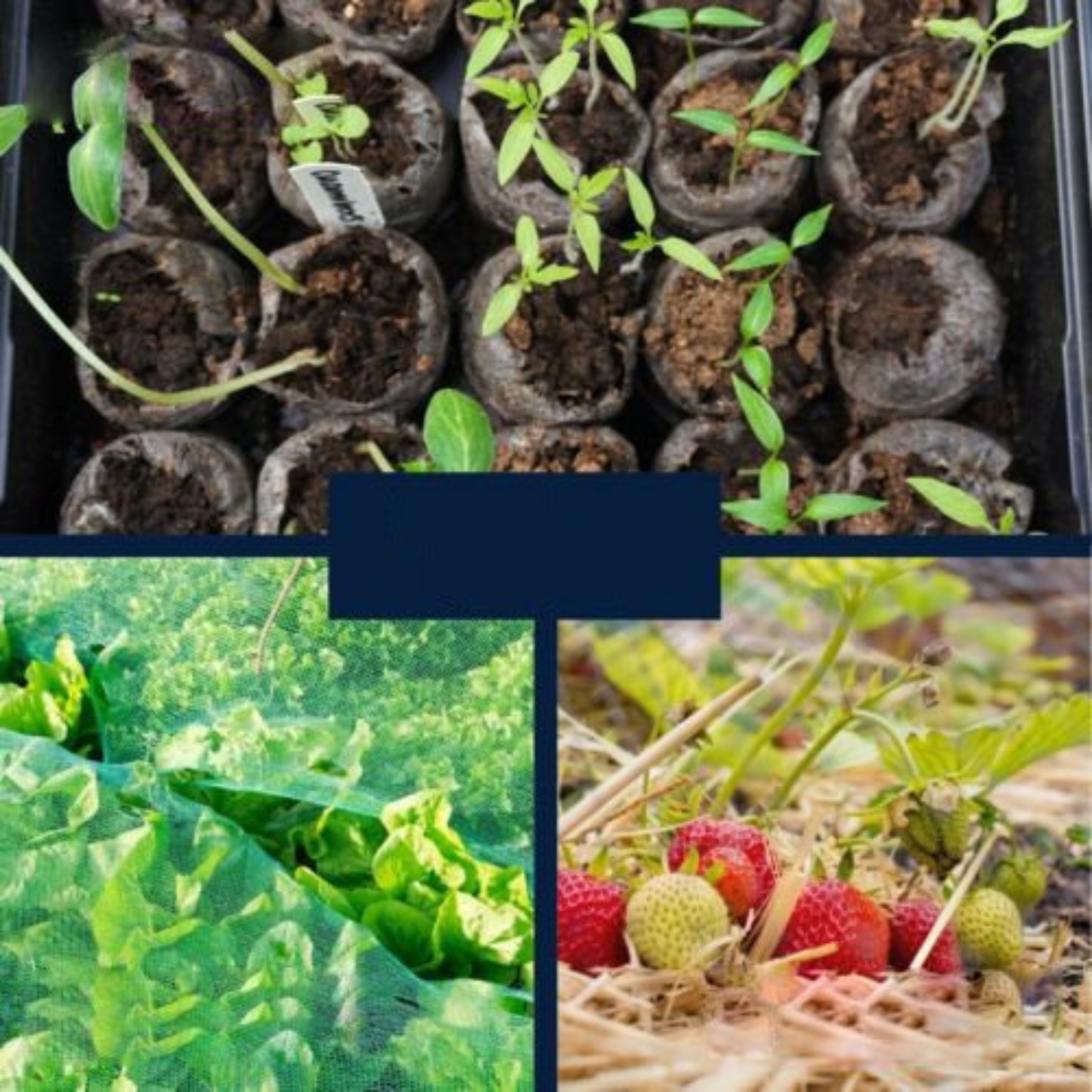 12m x 4m Jumbo Size Garden Bird Netting Protects Seedlings Fruit Veg