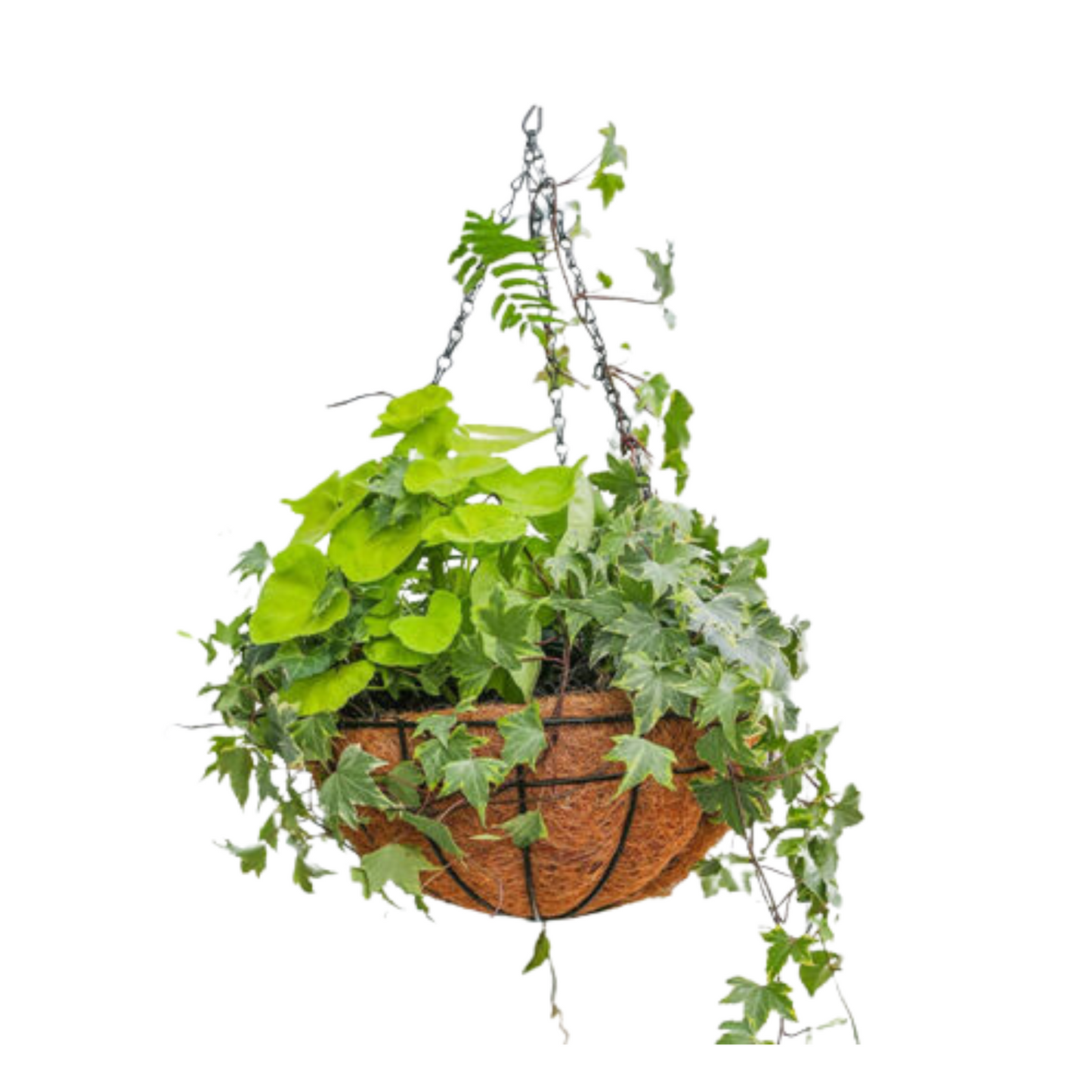 Garden Hanging Planter Basket 20cm Coconut Fibre Lining with Strong Chain