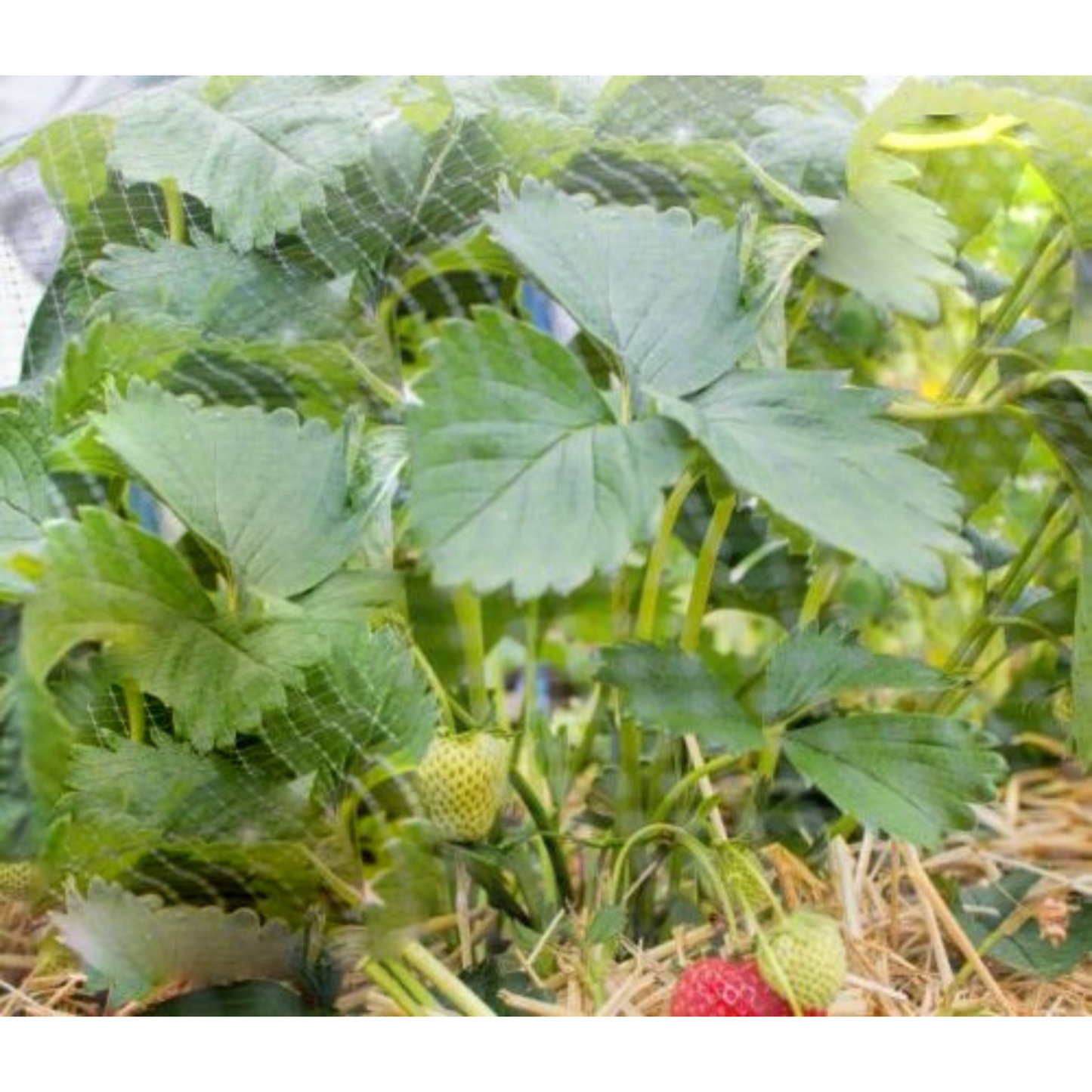 12m x 4m Jumbo Size Garden Bird Netting Protects Seedlings Fruit Veg