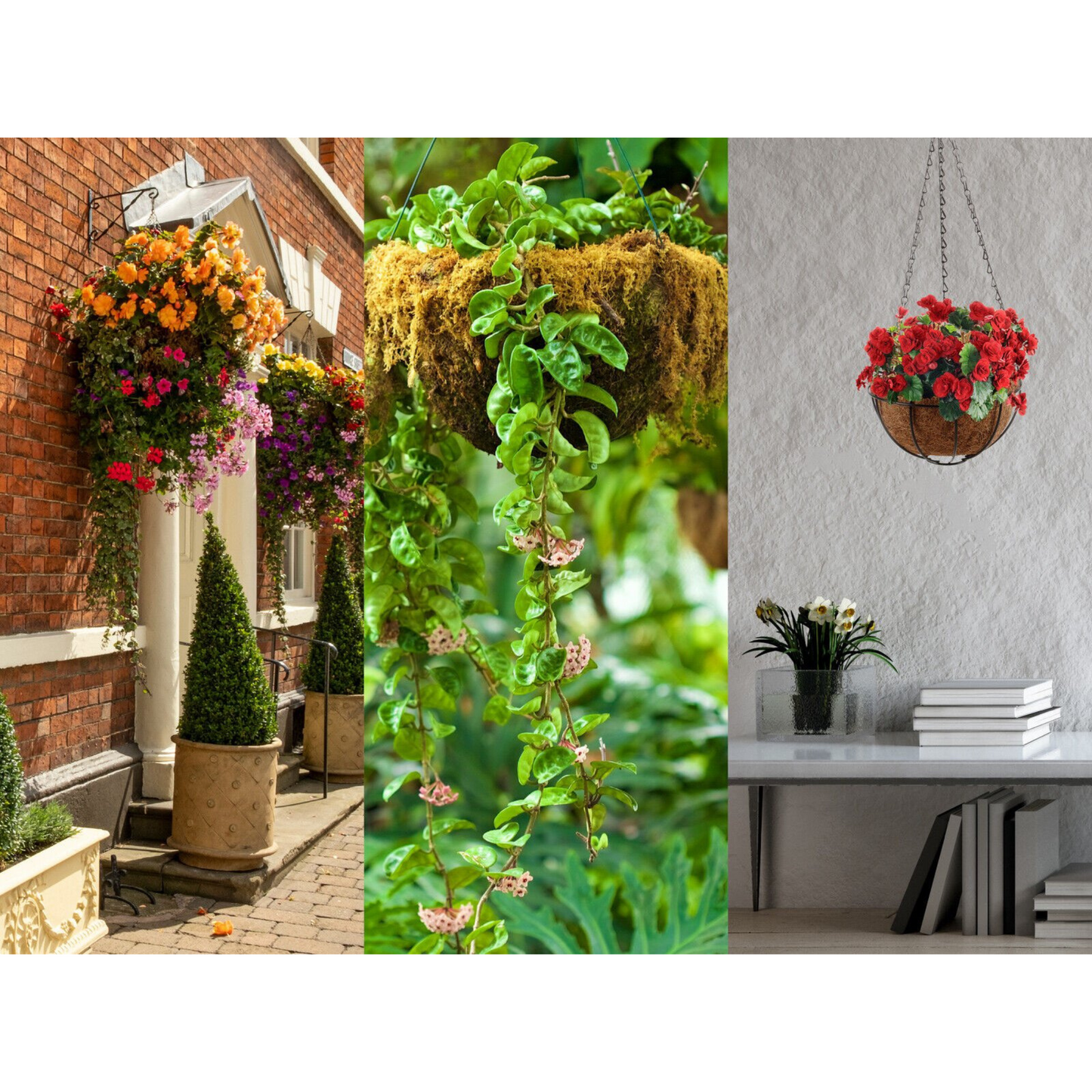Garden Hanging Planter Basket 20cm Coconut Fibre Lining with Strong Chain