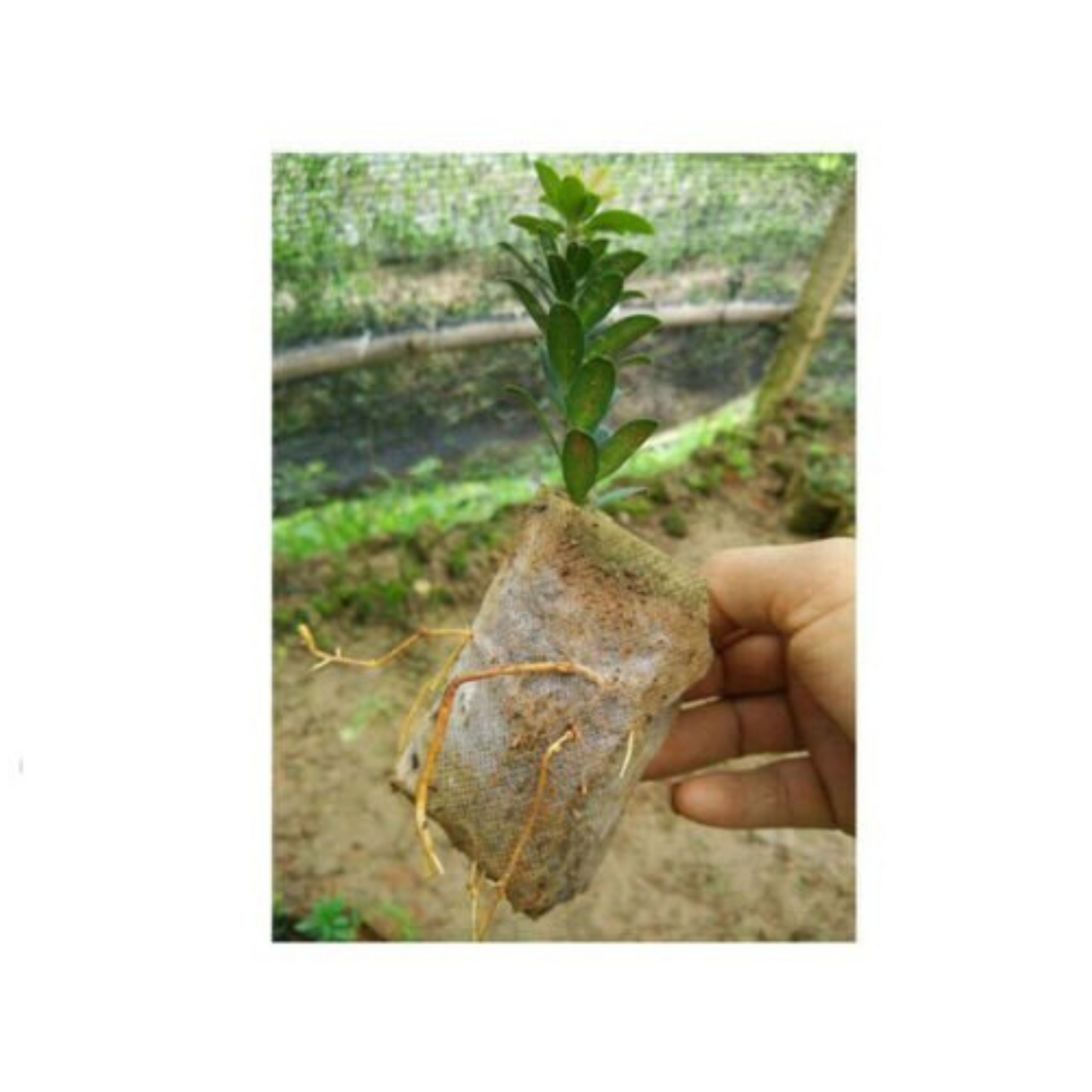 400pcs Non-Woven Garden Plant Nursery Bags Fabric Seedling Pots
