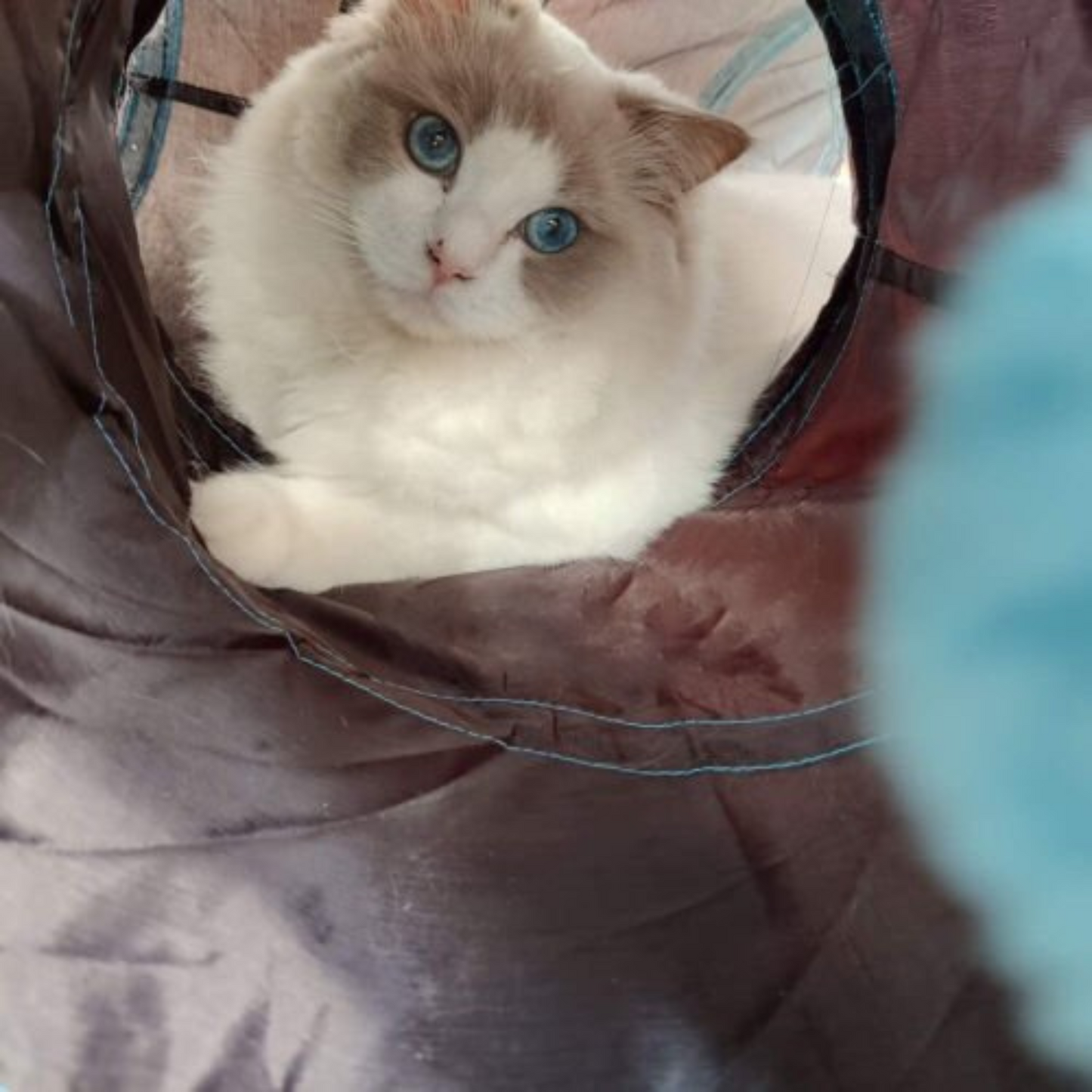 4 to 5 Ways Large Pet Tunnels Play Tunnel for Cats Kittens and Puppies