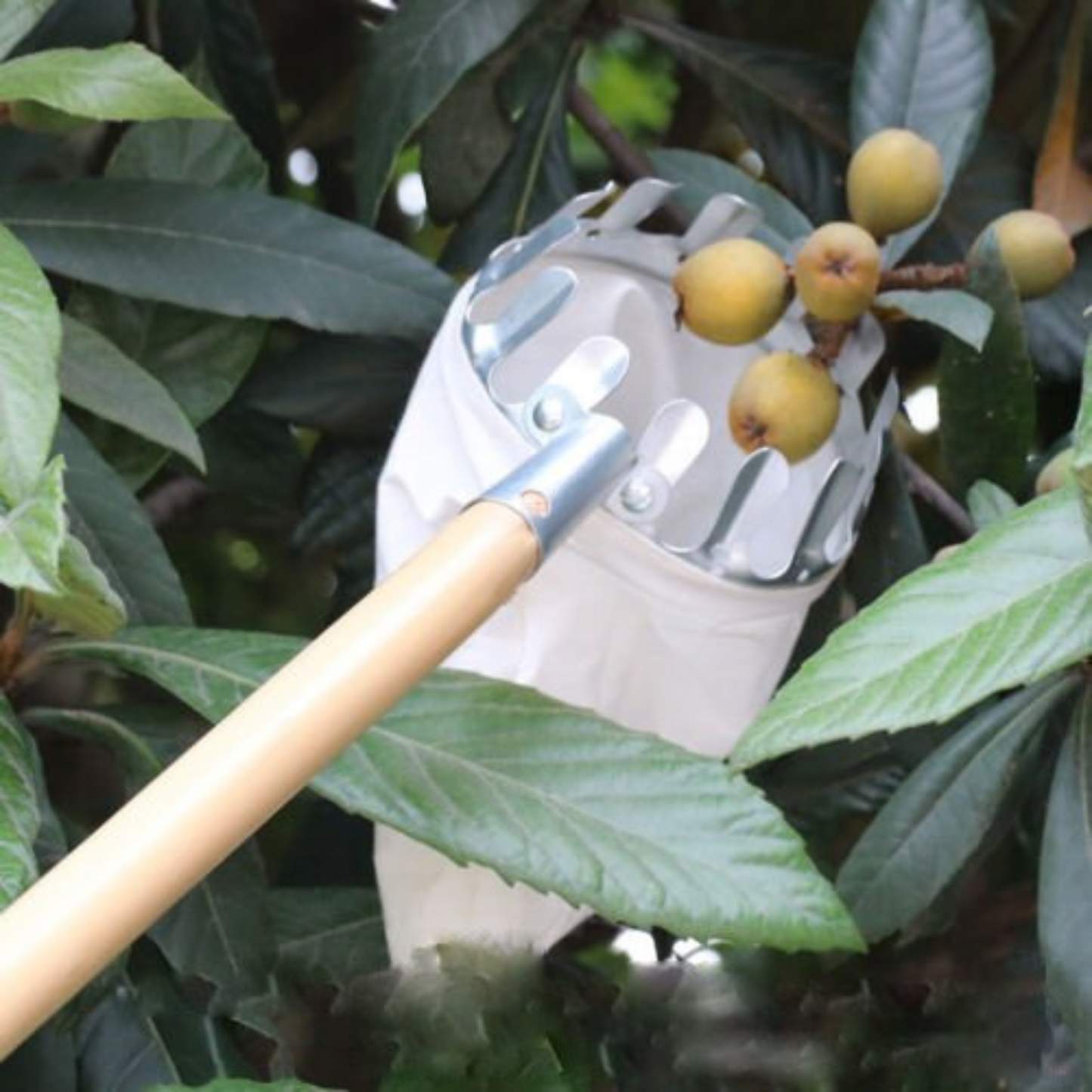Fruit Picker with Basket Garden Farm Harvest Catching Tool
