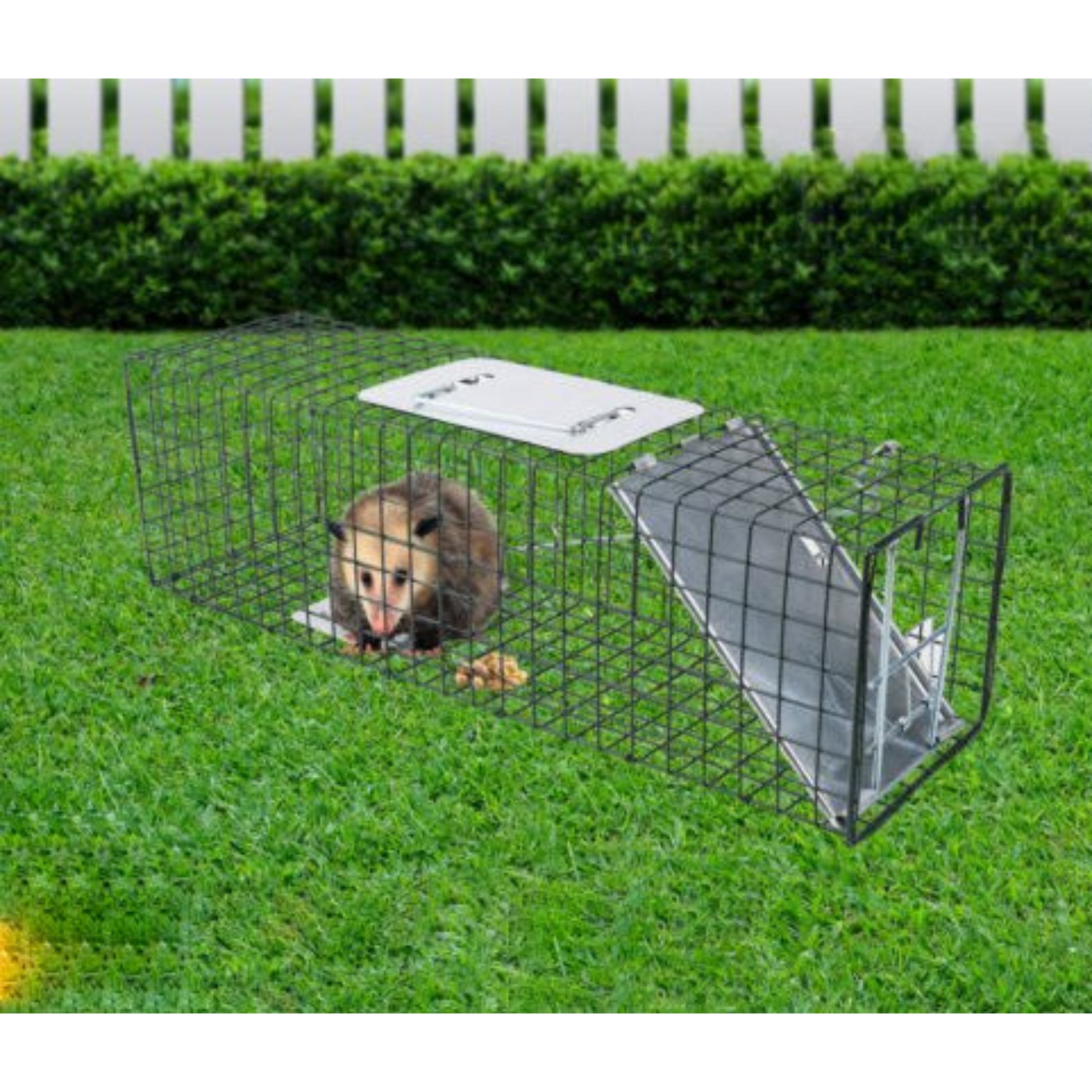 Humane Live Animal Trap Cage Steel Catch for Possum Fox Rat Cat Rabbit Bird