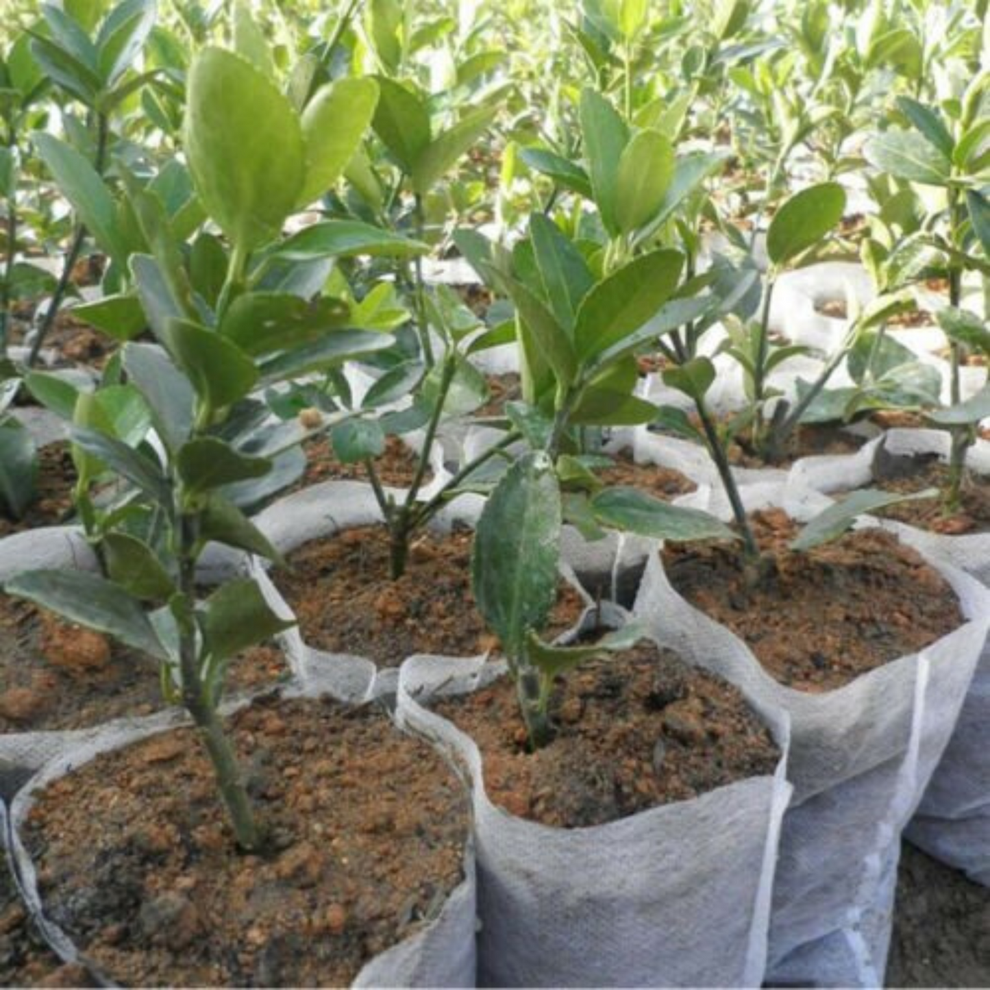 400pcs Non-Woven Garden Plant Nursery Bags Fabric Seedling Pots