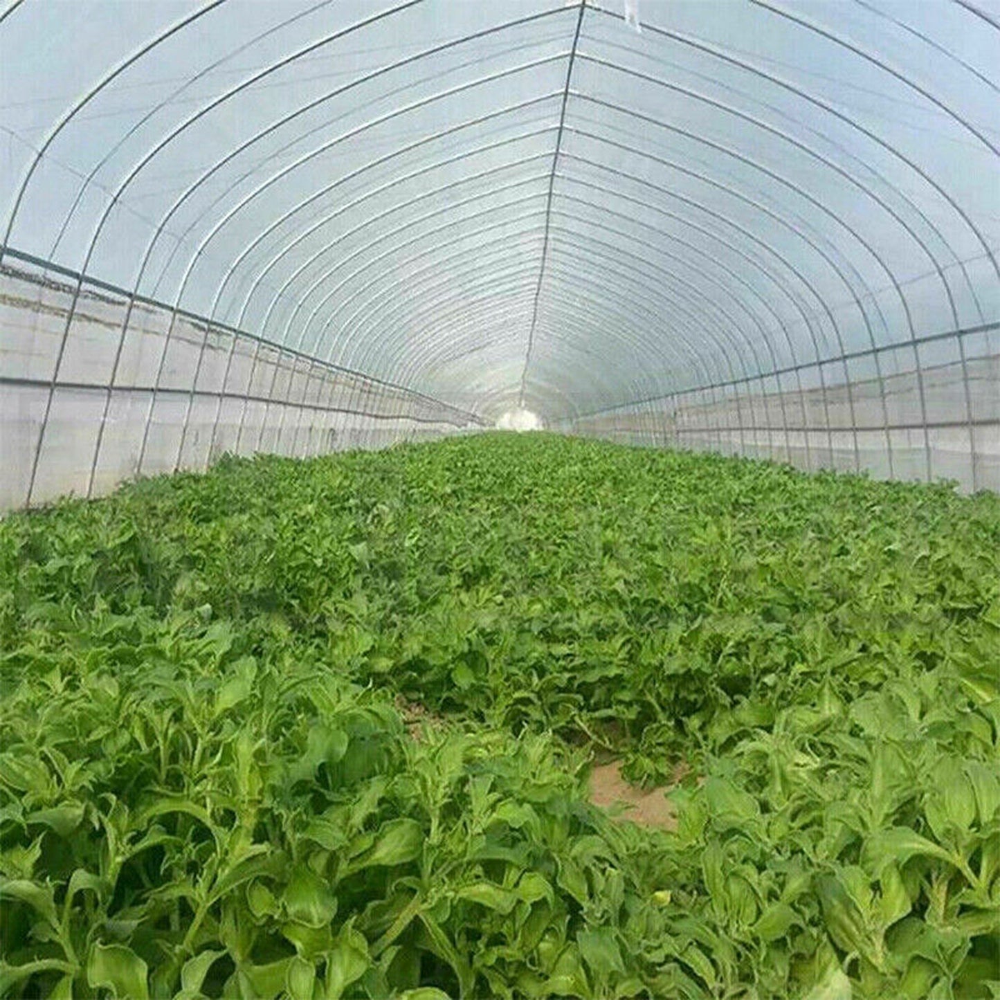 Insect Protection Mesh Netting for Fruits and Vegetable Plants