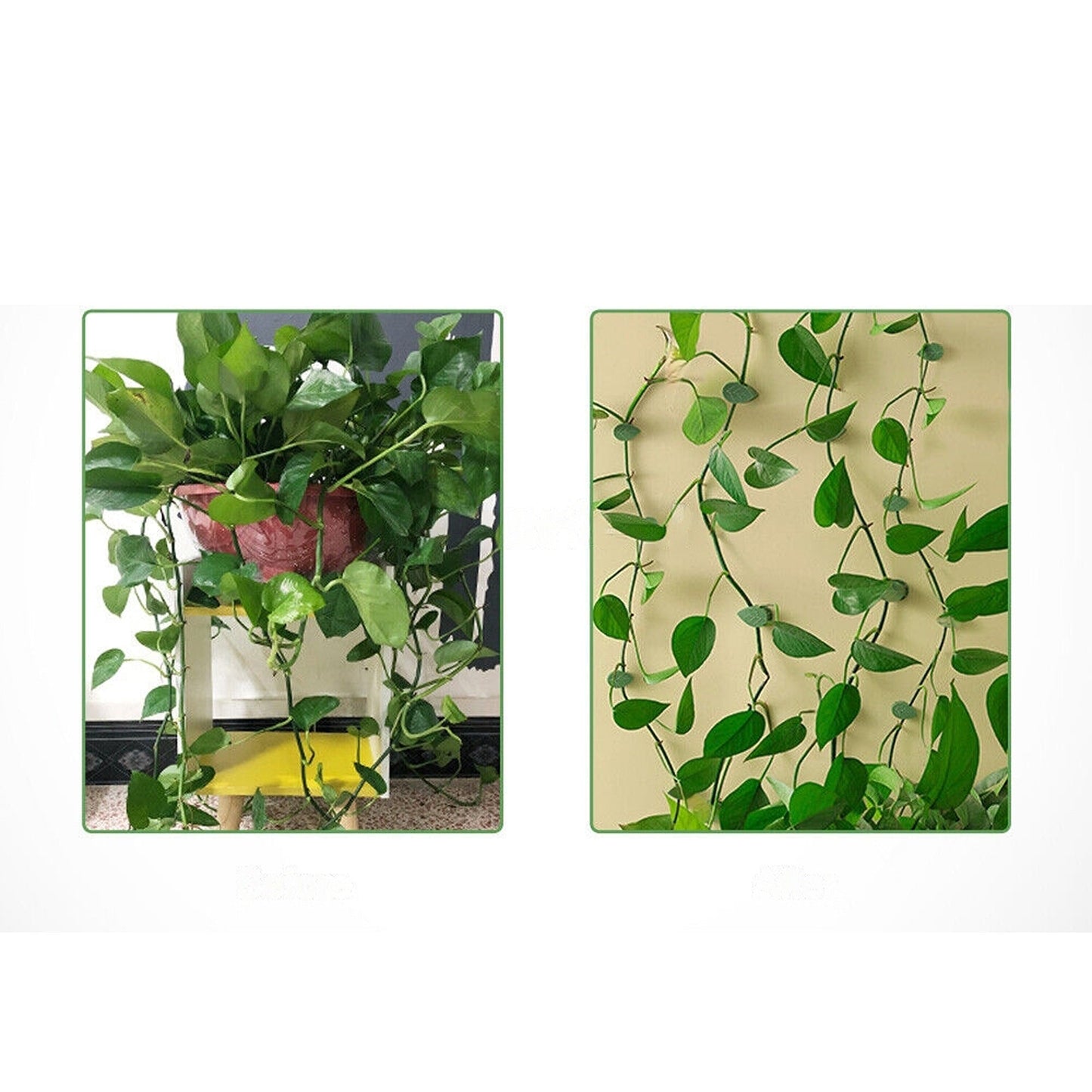 Invisible Plant Climbing Wall Clips Vine Fixt Pothos Rattan Sticky Hook Wire