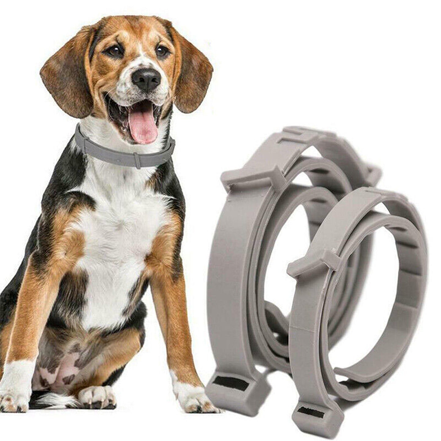 Grey Kitten and Puppy Identification Collar Bands for New Pets