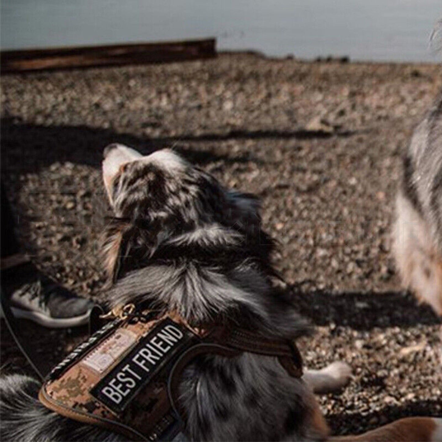 Adjustable No Pull Tactical Dog Harness for Military and Training