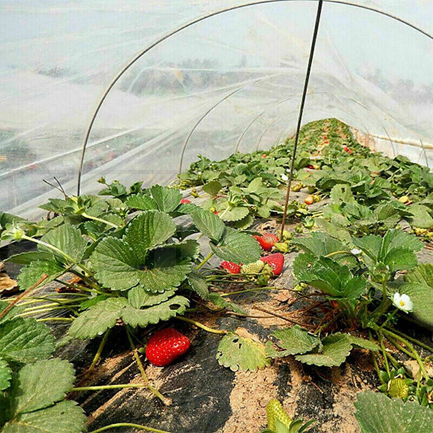 Insect Protection Mesh Netting for Fruits and Vegetable Plants