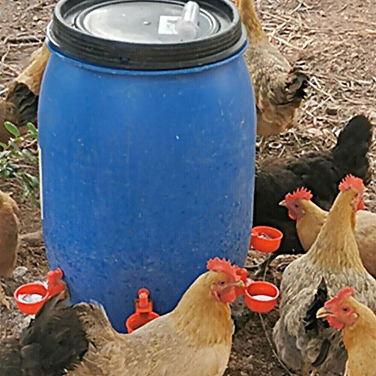 6pcs Automatic Poultry Drinking Bowls Chicken Water Cups Feeder