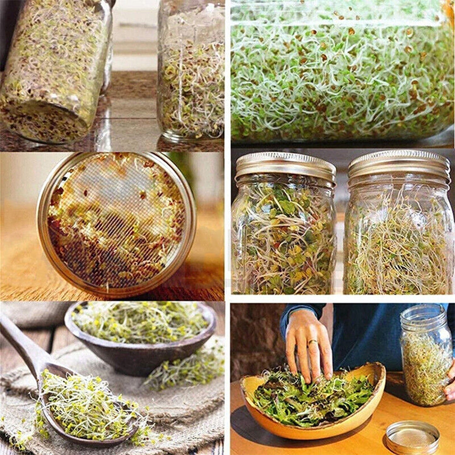 Mason Jar Seed Germination Kit with Sprouter Lids and Stands - 2 Sets