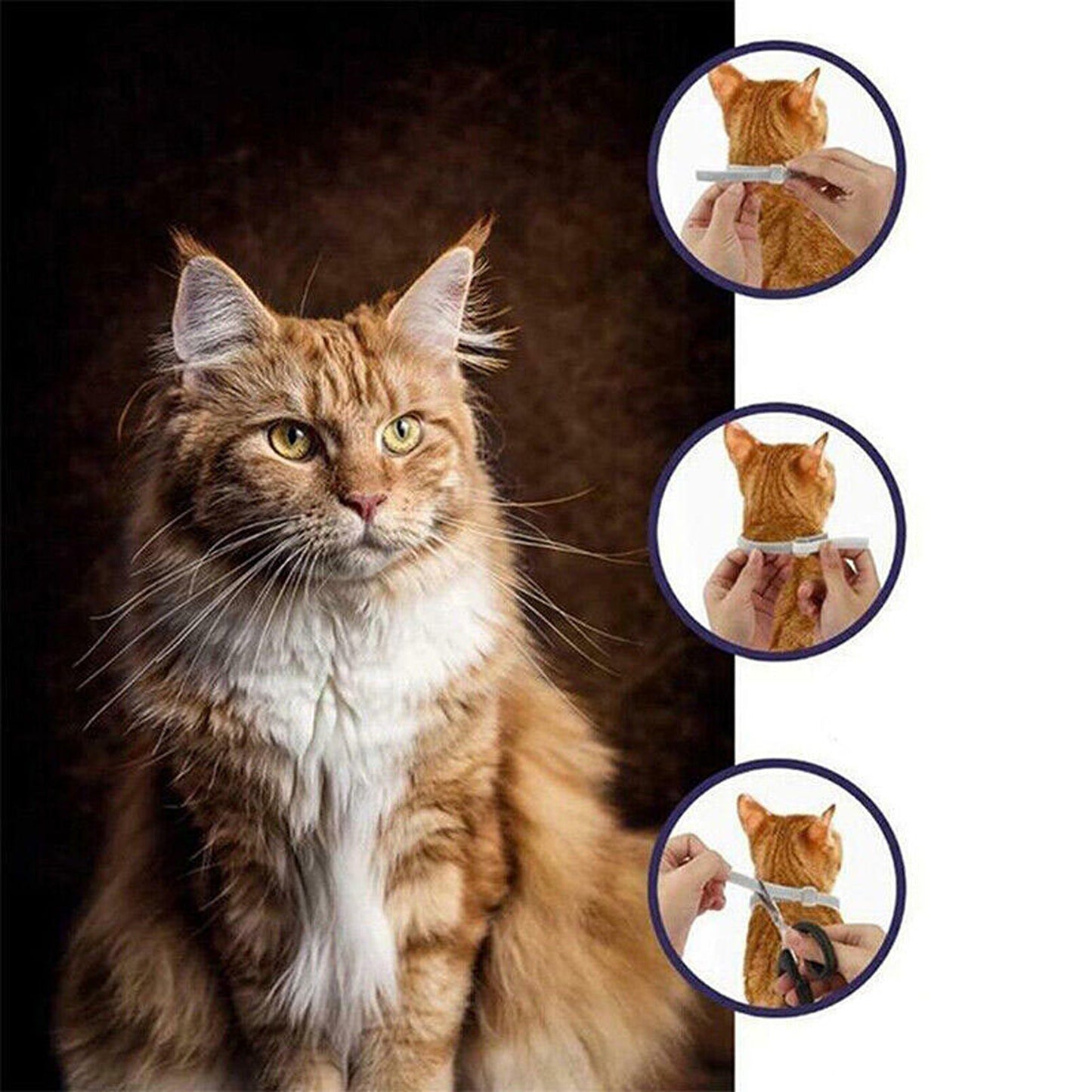 Grey Kitten and Puppy Identification Collar Bands for New Pets