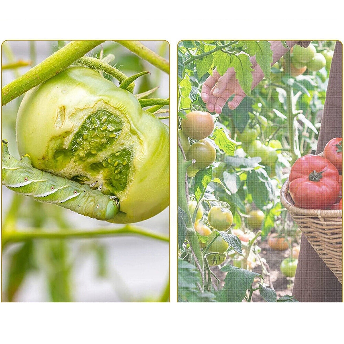 Insect Protection Mesh for Plants Fruit Fly Netting Vegetable Garden Cover