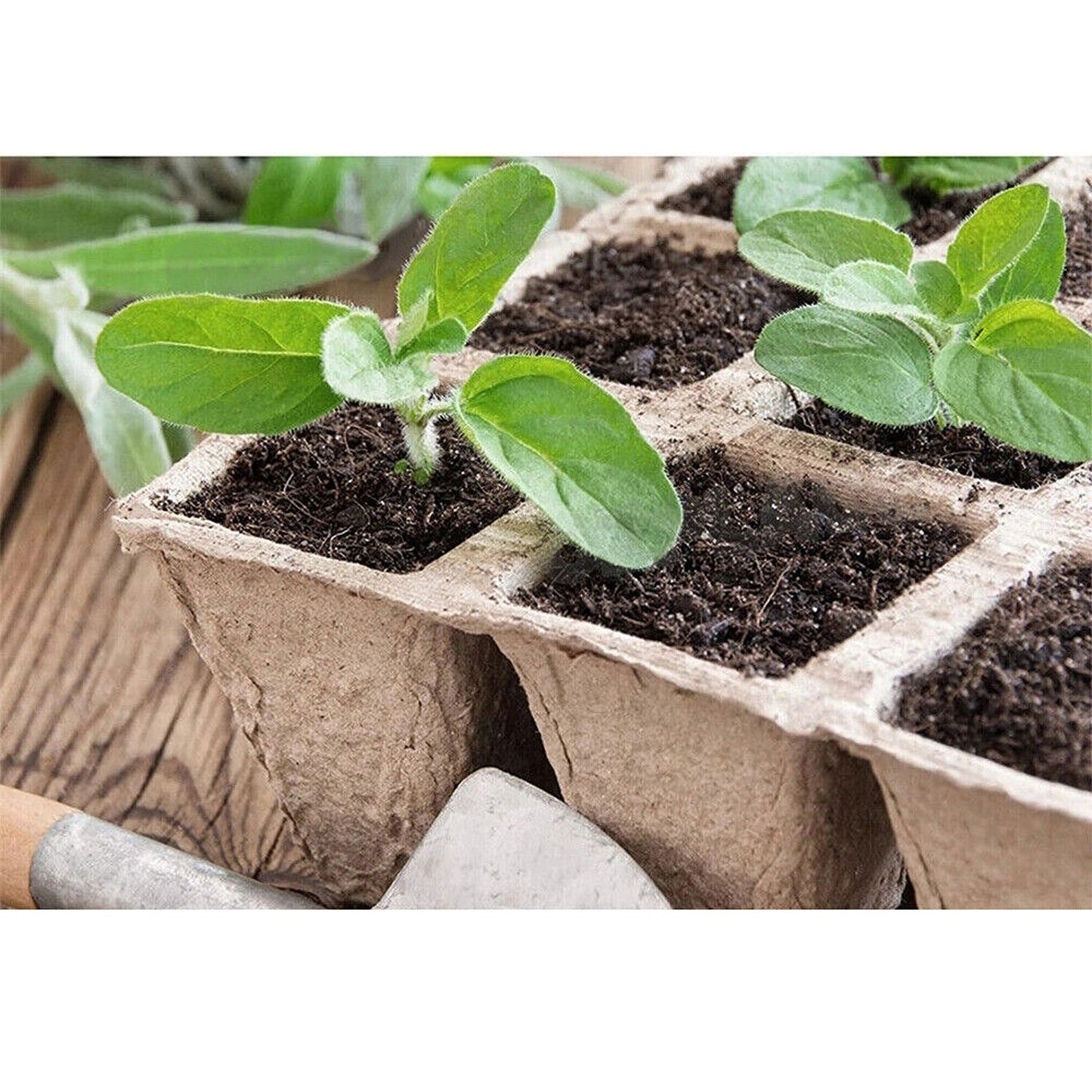 Biodegradable Paper Seedling Trays Garden Nursery Seed Pots