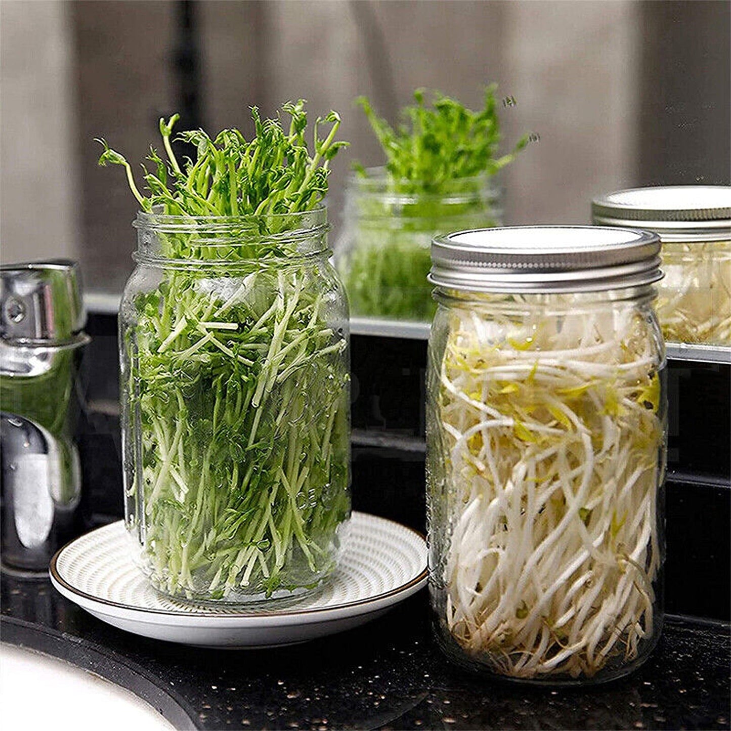 Mason Jar Seed Germination Kit with Sprouter Lids and Stands - 2 Sets
