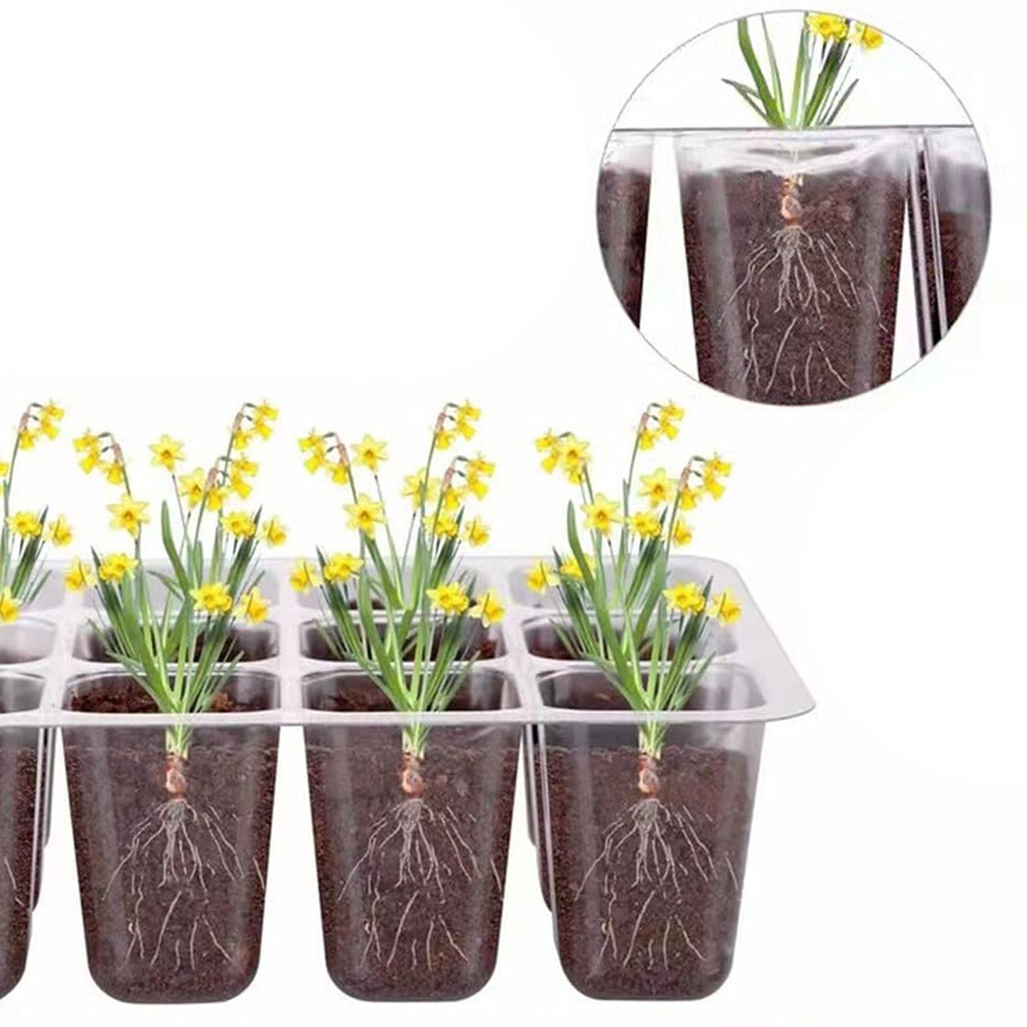 Set of 10 Seedling Starter Tray for Plant Growth and Propagation