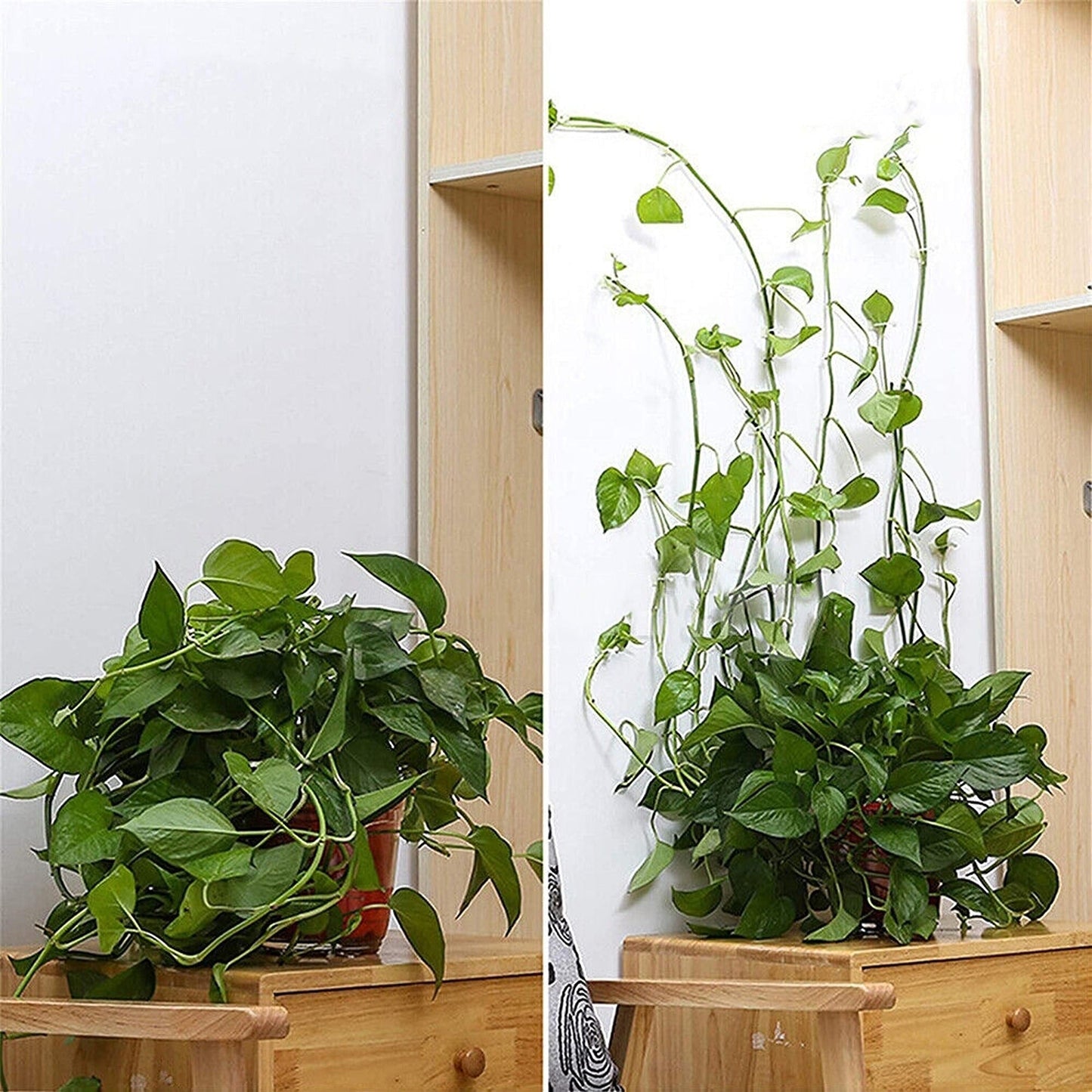 100pcs Plant Climbing Wall Vines Fixing Clips Invisible Rattan Clamp