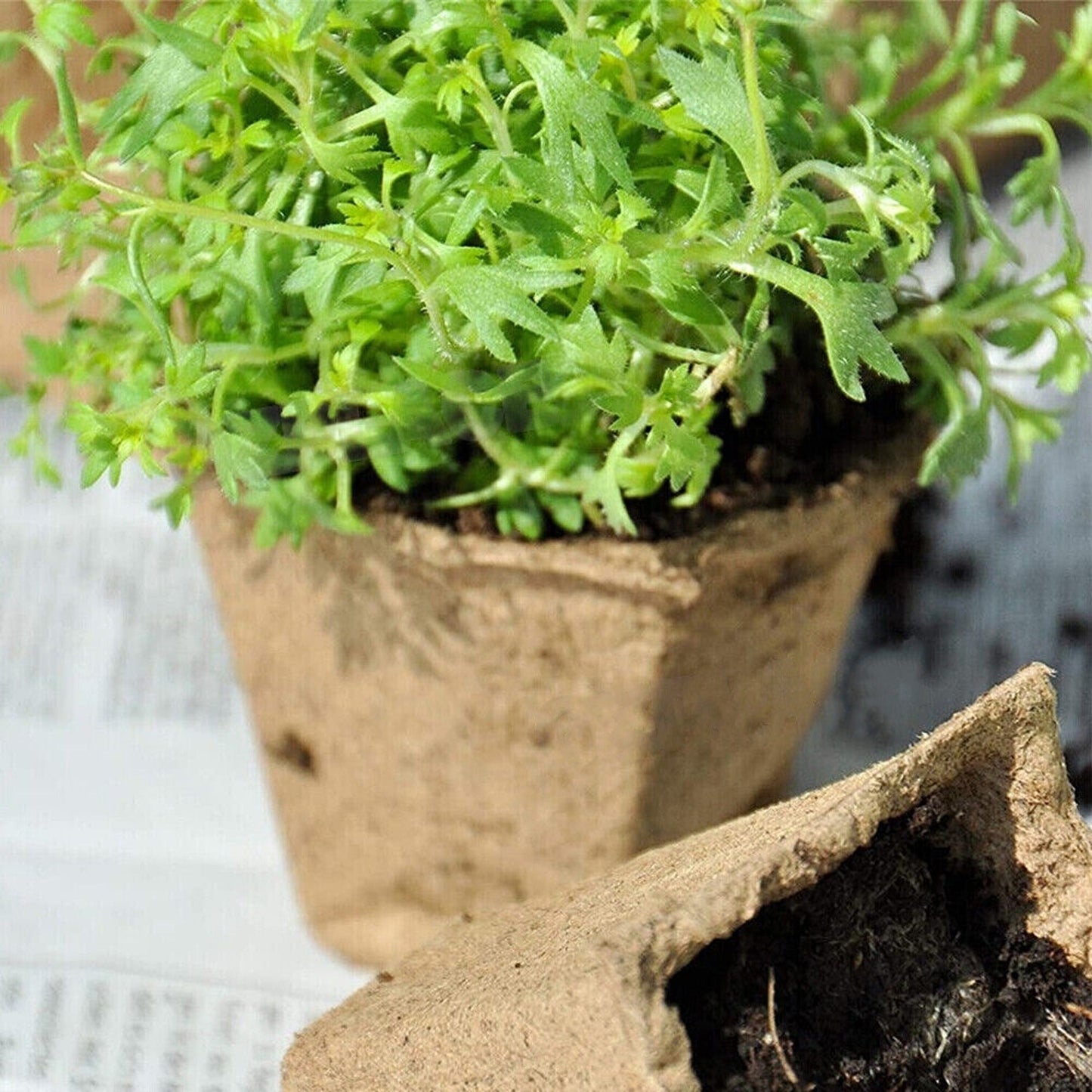 Biodegradable Paper Seedling Trays Garden Nursery Seed Pots