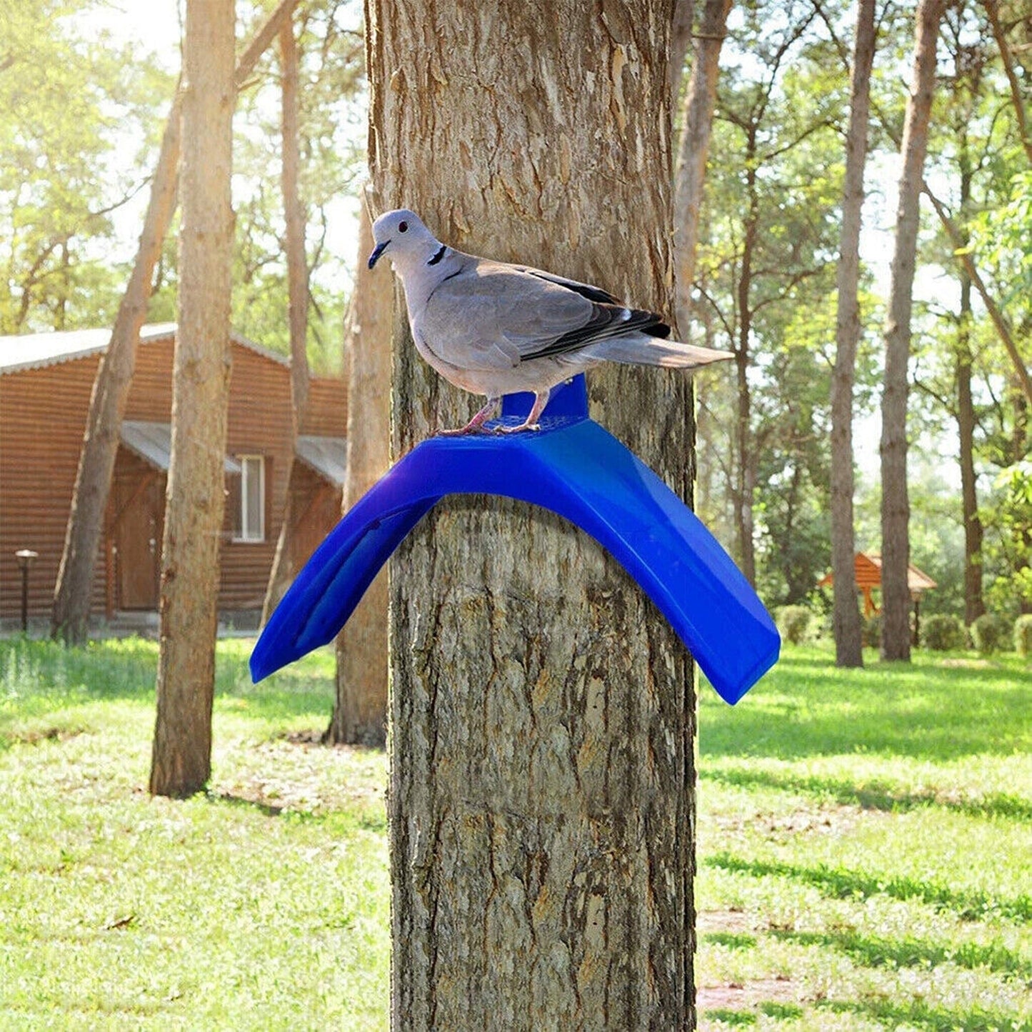 Bird Supplies Set with Pigeon Dove Rest Stand Frame Grill