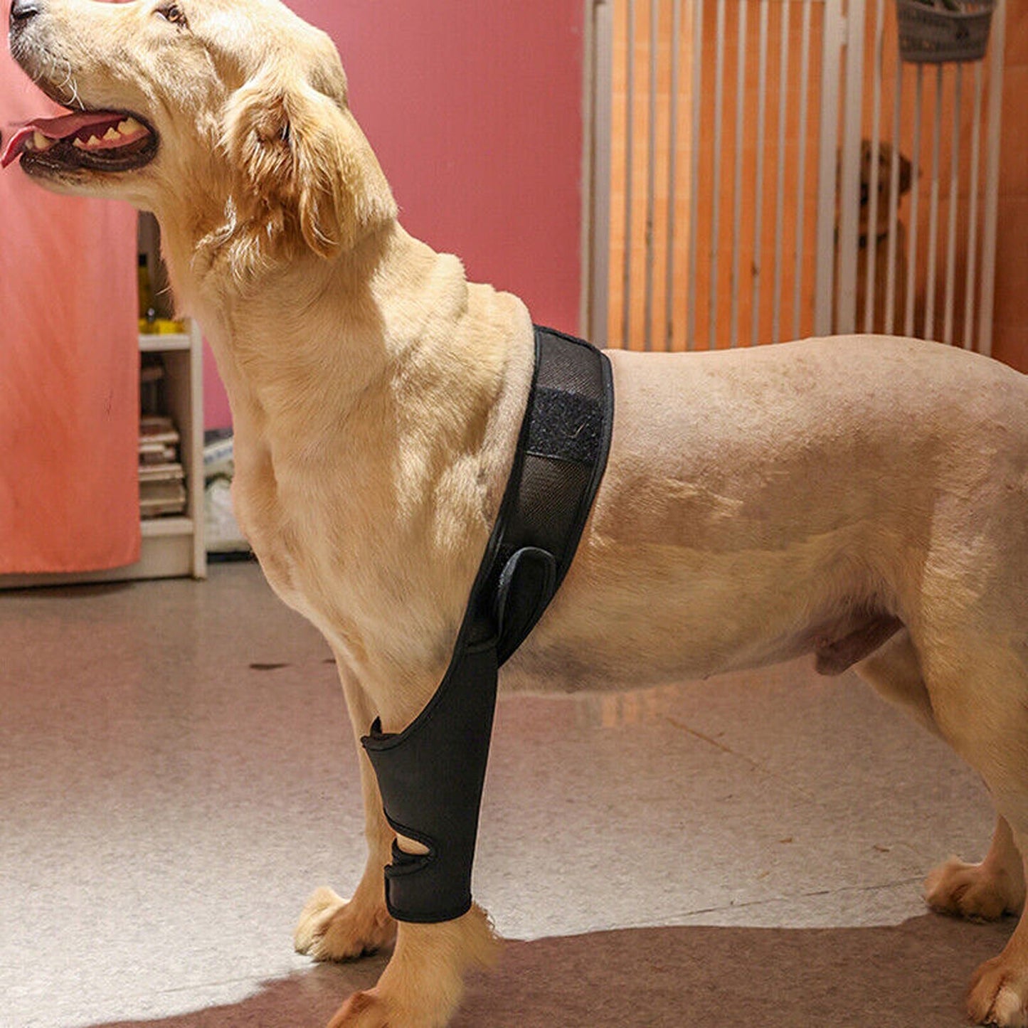 Supportive Pet Dog Leg Brace for Knee and Joint Compression
