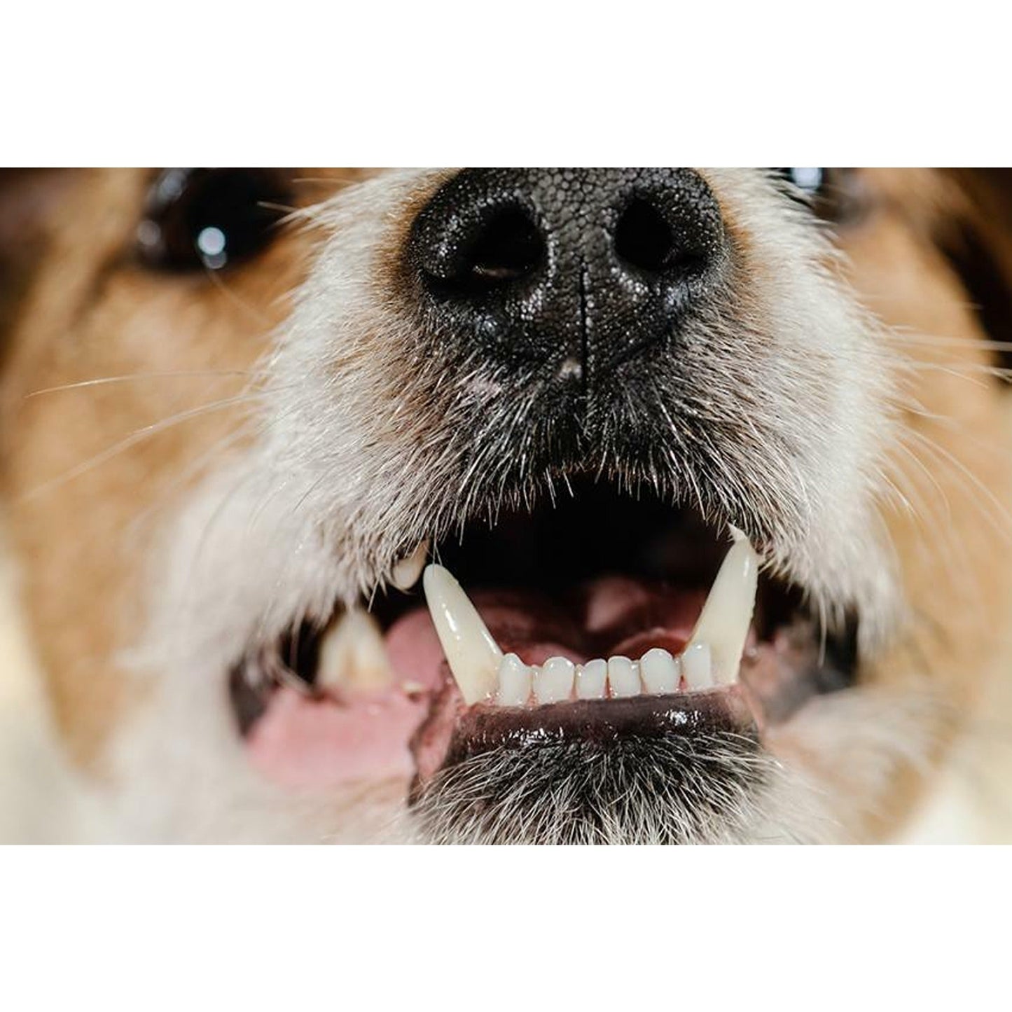 Pet Dental Care Three-Sided Dog Toothbrush for Tartar Reduction
