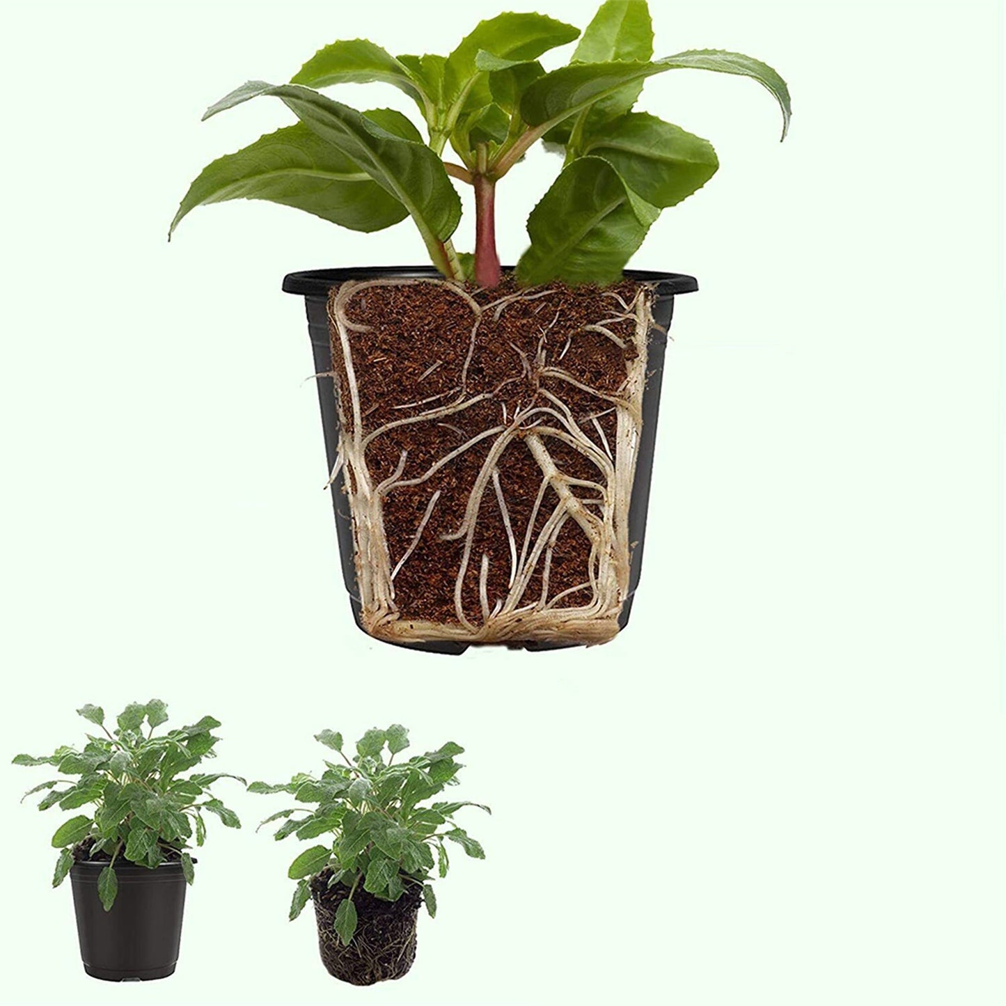 100pcs Plastic Growing Containers for Nursery Plants and Seedlings