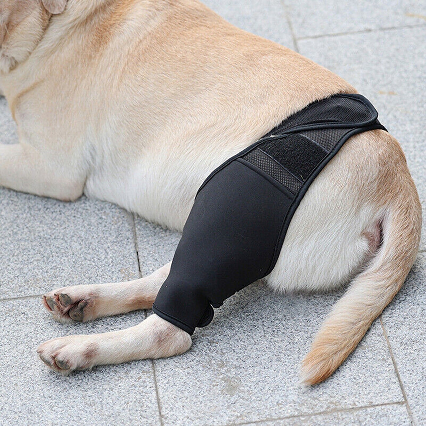 Supportive Pet Dog Leg Brace for Knee and Joint Compression