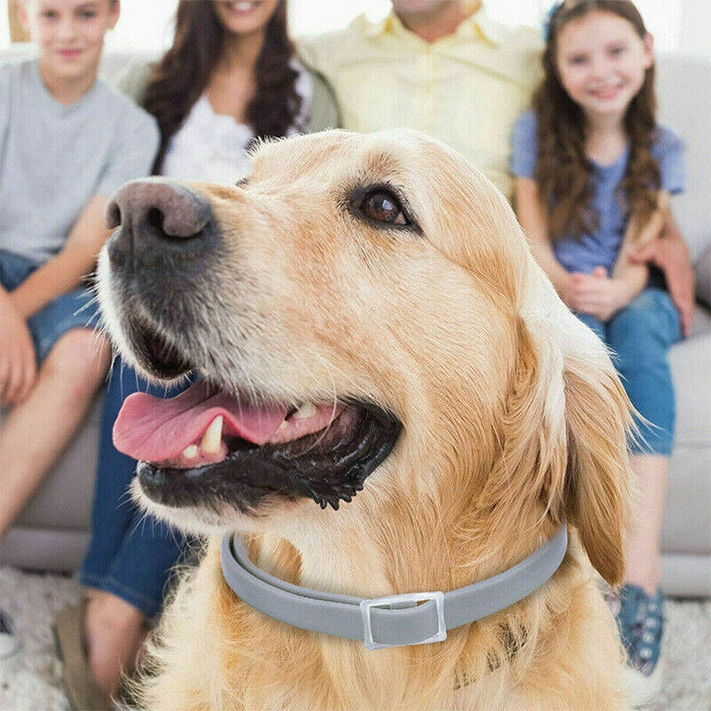 Grey Kitten and Puppy Identification Collar Bands for New Pets
