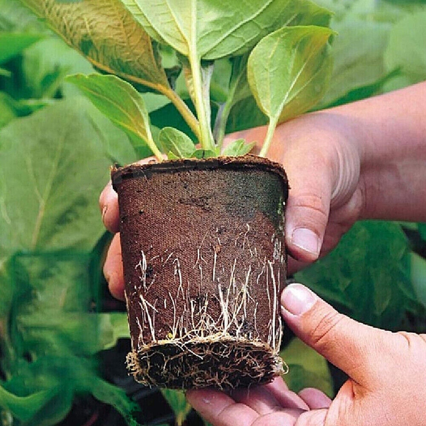 Biodegradable Paper Seedling Trays Garden Nursery Seed Pots
