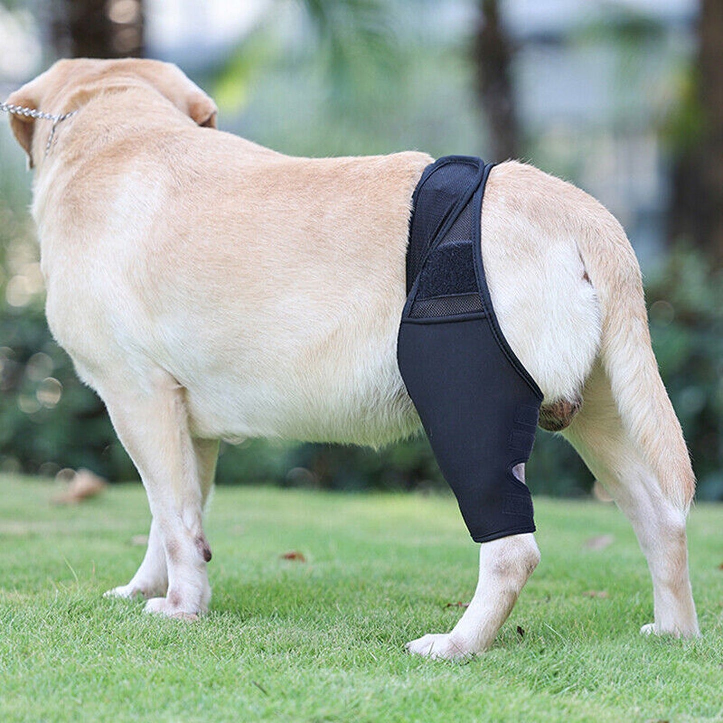 Supportive Pet Dog Leg Brace for Knee and Joint Compression