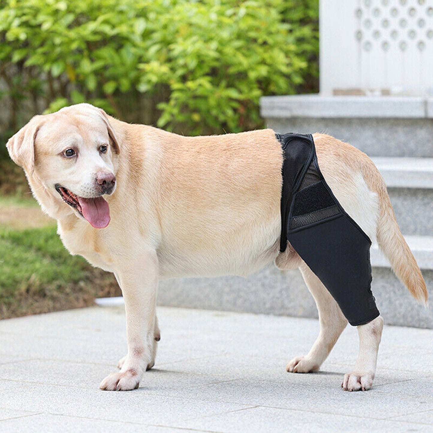 Supportive Pet Dog Leg Brace for Knee and Joint Compression