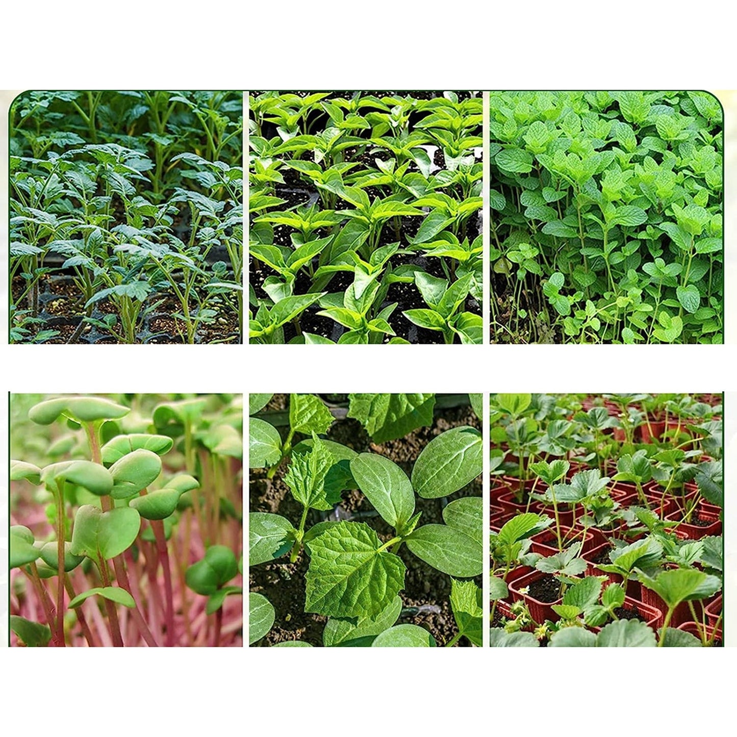 Set of 10 Seedling Starter Tray for Plant Growth and Propagation