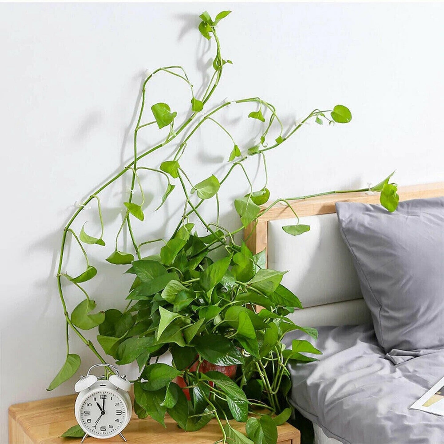100pcs Plant Climbing Wall Vines Fixing Clips Invisible Rattan Clamp