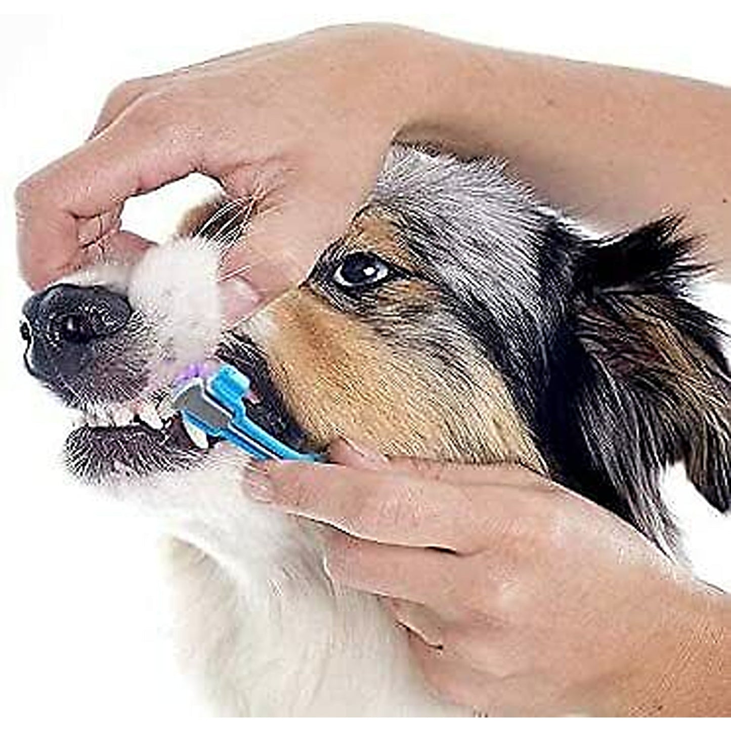 Pet Dental Care Three-Sided Dog Toothbrush for Tartar Reduction